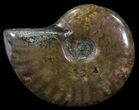 Flashy Red Iridescent Ammonite - Wide #52351-1
